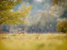 Les secrets de la chasse en altitude dans les Alpes