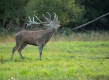 Chasse dans les Alpes : Trésors et Traditions