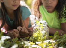 L’importance de l’éducation environnementale à travers les activités de plein air