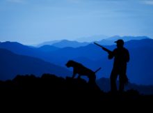 Les espèces de gibier les plus courantes en montagne