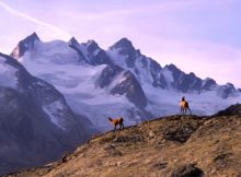 La chasse en montagne en hiver