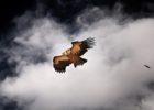 Focus sur la fauconnerie et autres méthodes ancestrales de chasse