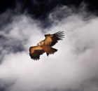 Focus sur la fauconnerie et autres méthodes ancestrales de chasse