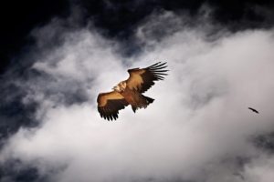 Focus sur la fauconnerie et autres méthodes ancestrales de chasse